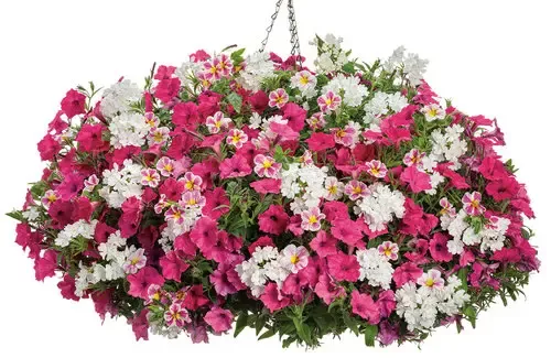 Botanical Bouquet
