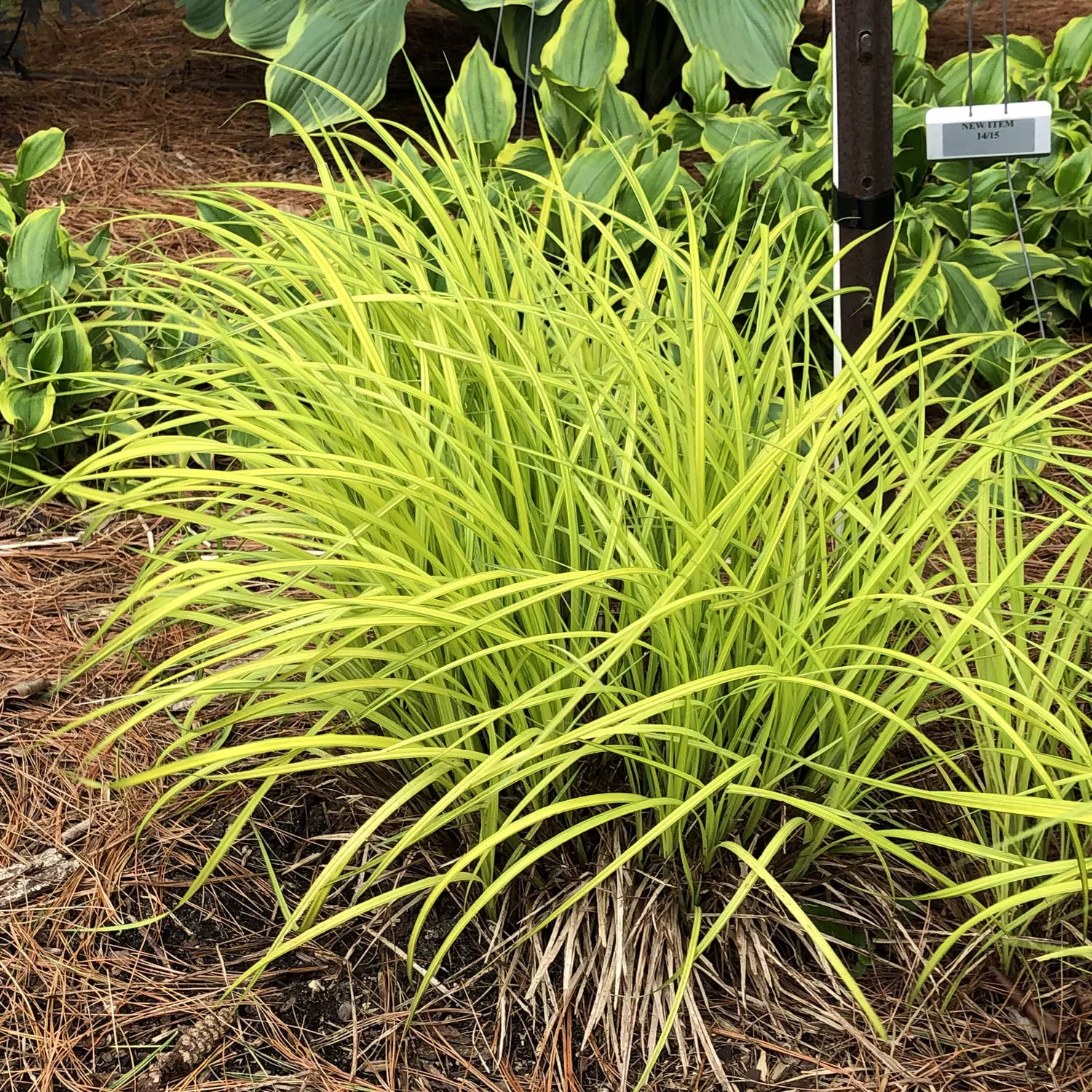 'Bowles Golden' Sedge (Carex)