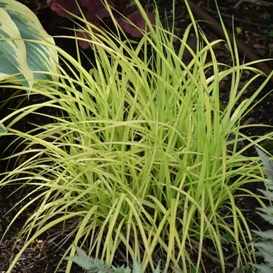 Bowles Golden Sedge