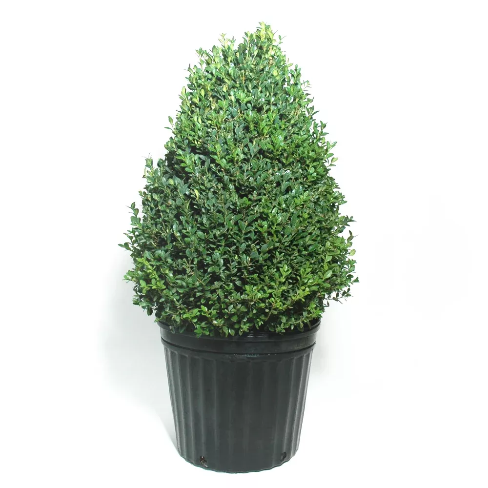 Boxwood Green Mountain Cone