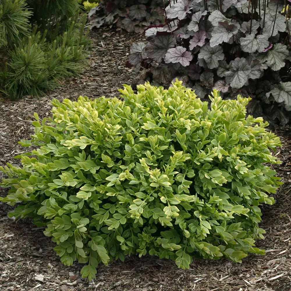 Boxwood, Green Velvet 30" - 36" B&B