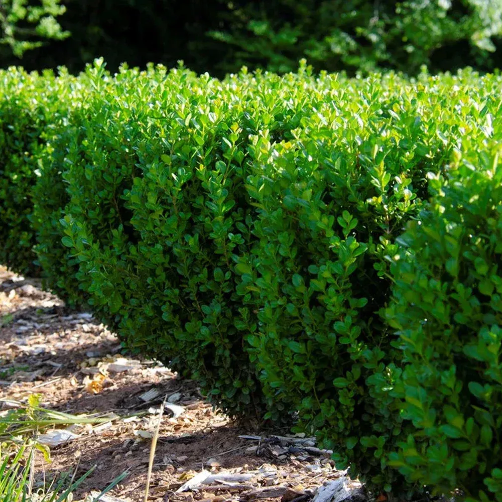 Boxwood, NewGen Freedom #7
