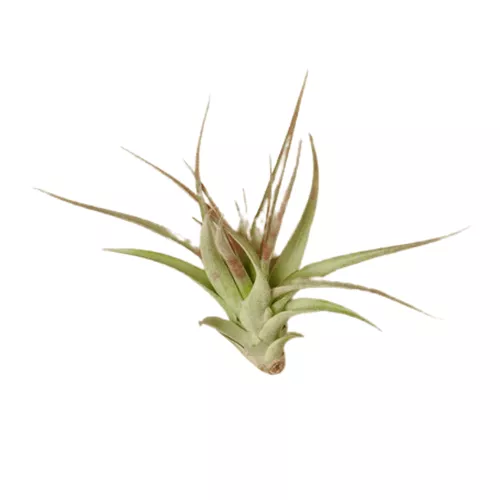Brachycaulos Air Plant