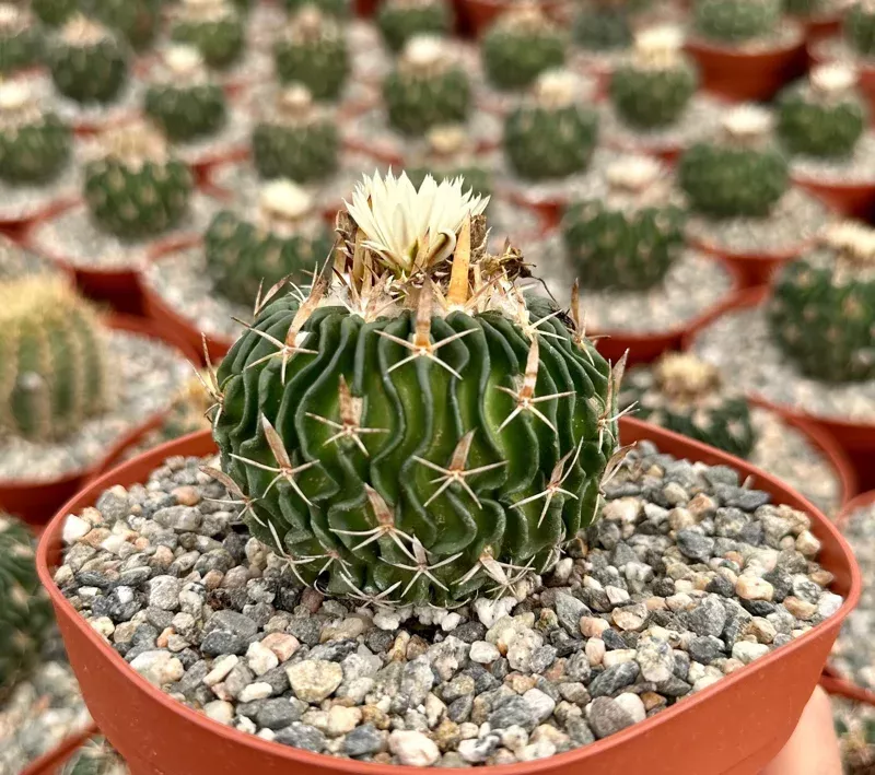 Brain Cactus Live Plant – Stenocactus Multicostatus in 3 Inch Pot