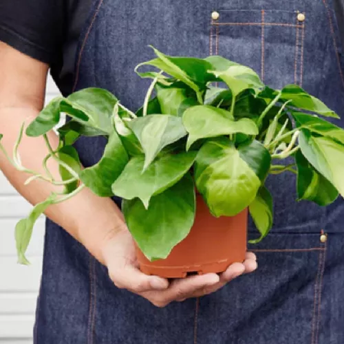Brasil Philodendron