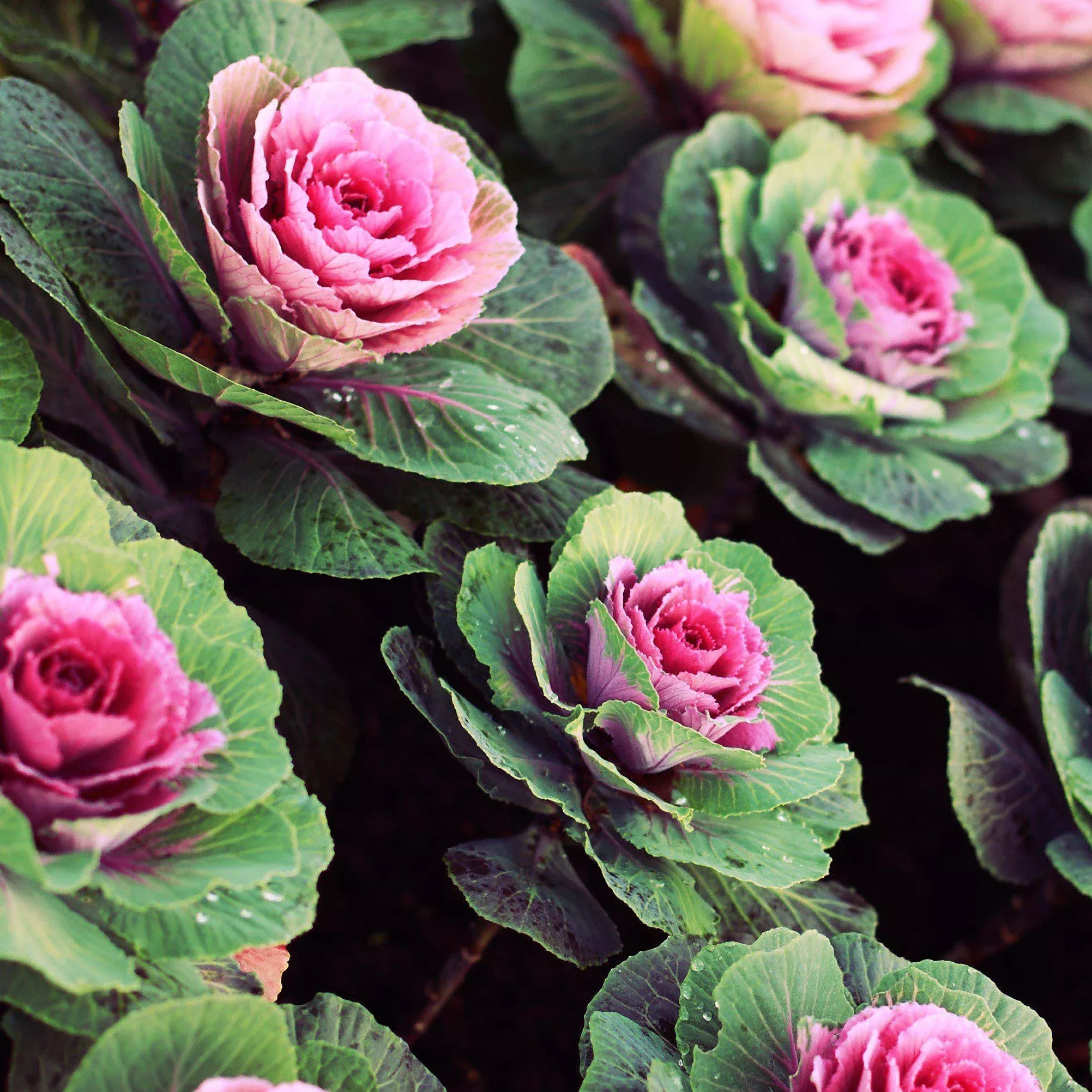 Brassica oleracea (Acephala Group) 'Crane Pink'~ Crane Pink Ornamental Kale