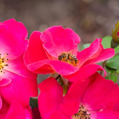 Brick House Pink Rose