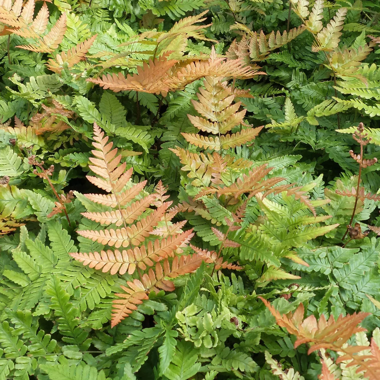 'Brilliance' Autumn Fern (Dryopteris)