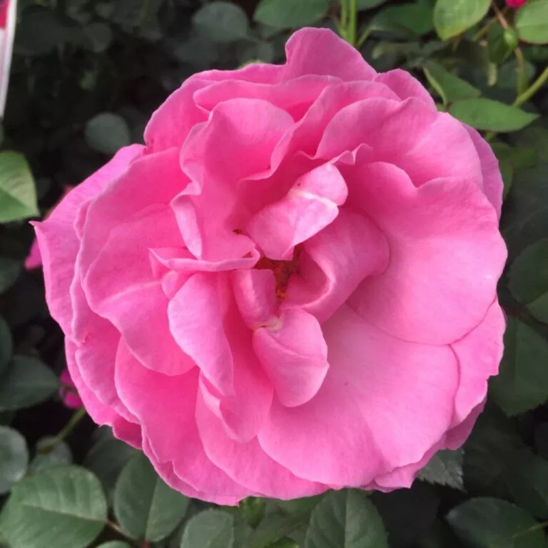 Brindabella First Lady Rose – Fragrant Lave | Pixies Gardens