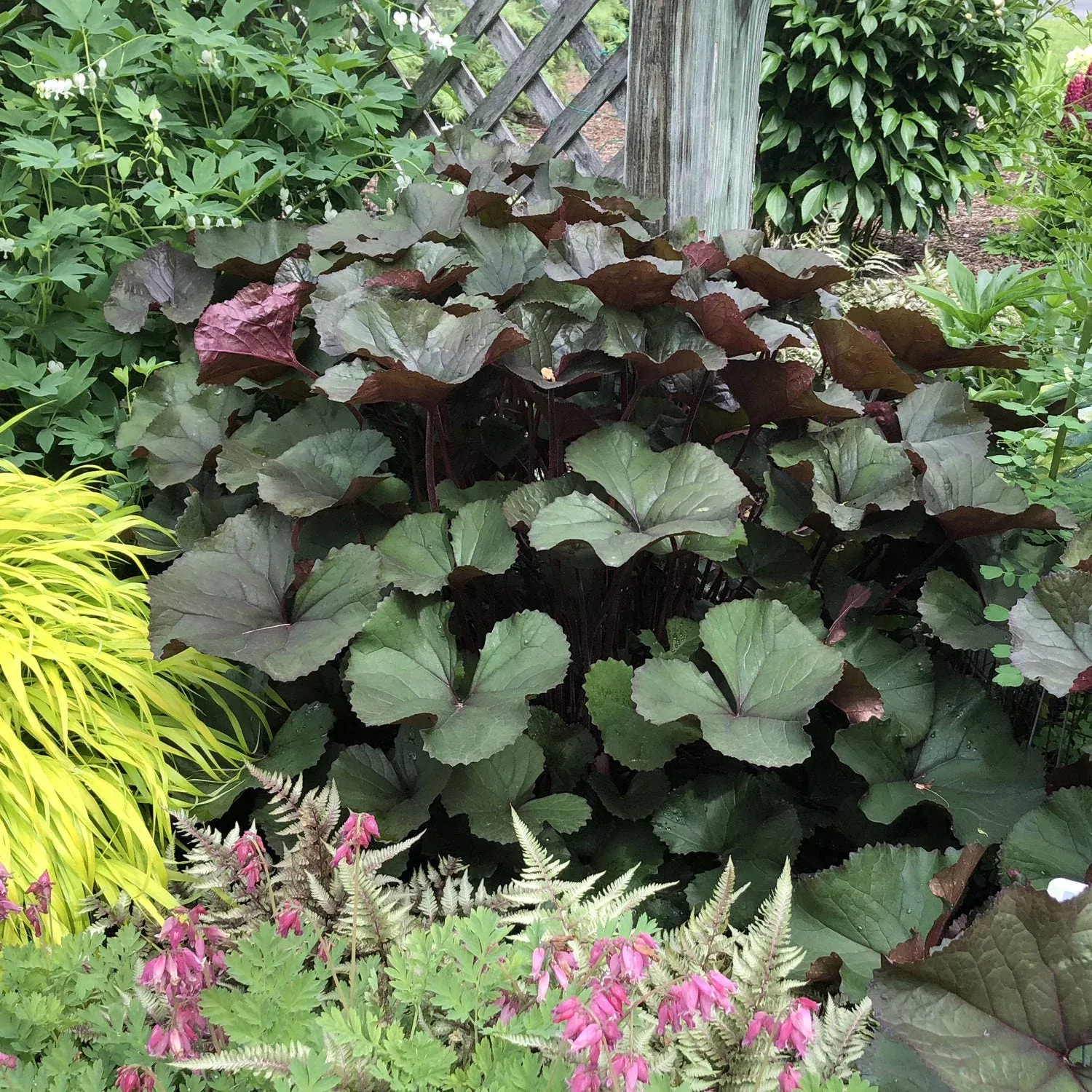 'Britt-Marie Crawford' Ligularia