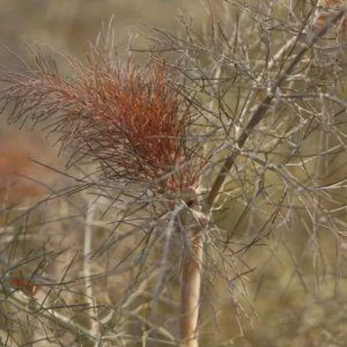 Bronze Fennel Plant