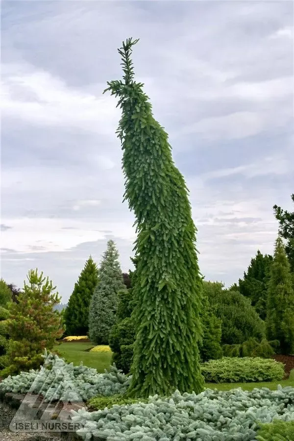 Brun’s Weeping Serbian Spruce