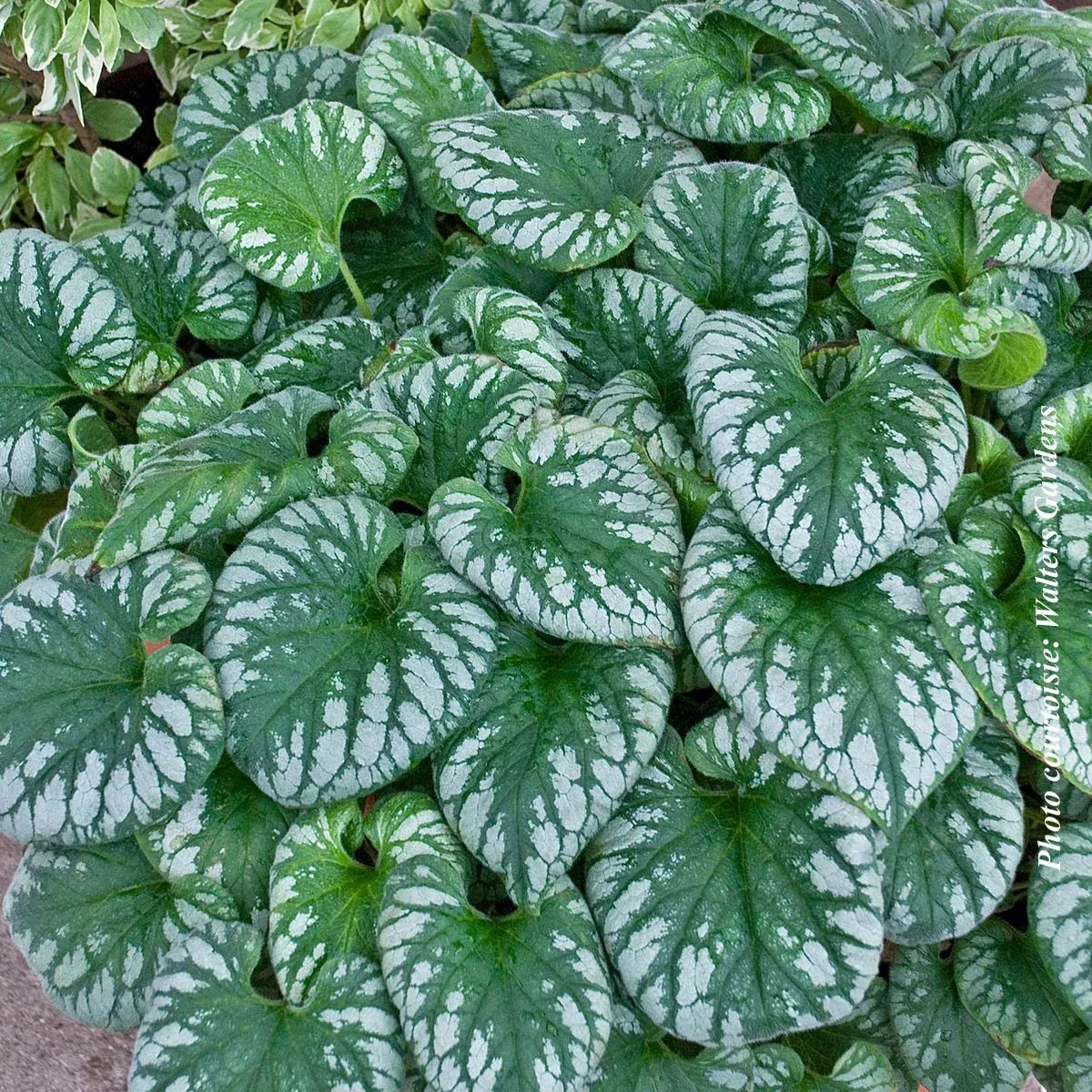 Brunnera 'Emerald Mist'