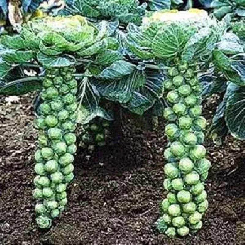 Brussels Sprouts Jade Cross E Seeds – 1000 Pack – Outdoor Vegetable Seeds