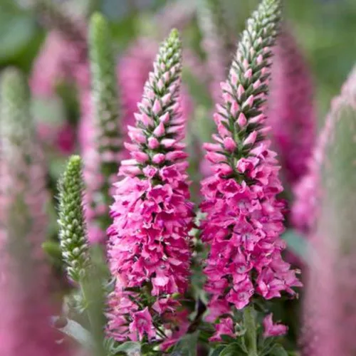 Bubblegum Candles Speedwell