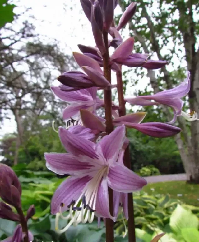 Bud Lite Hosta
