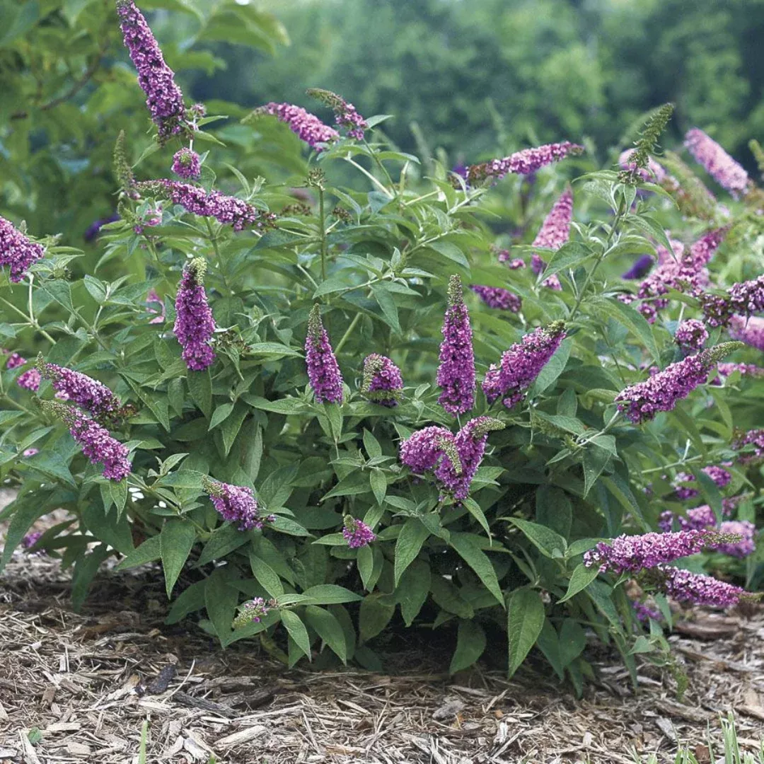 Buddleia CranRazz Butterfly Bush