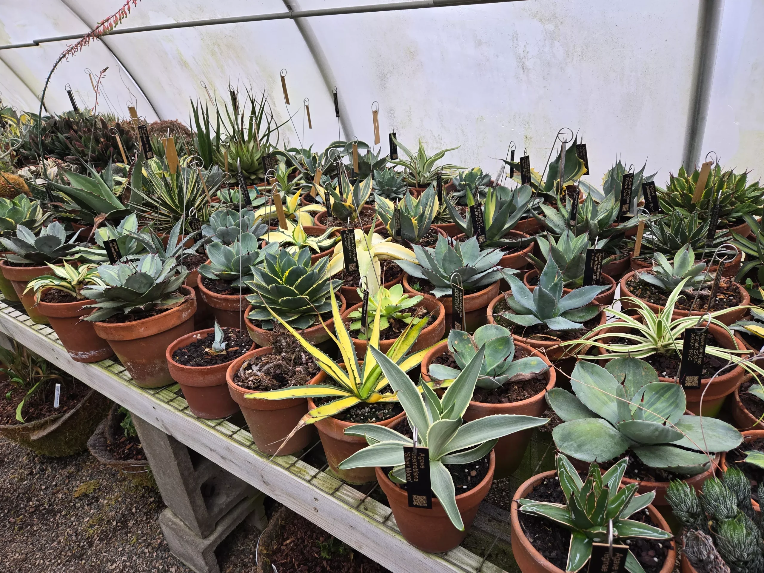 Build Your Own Desert Container Garden