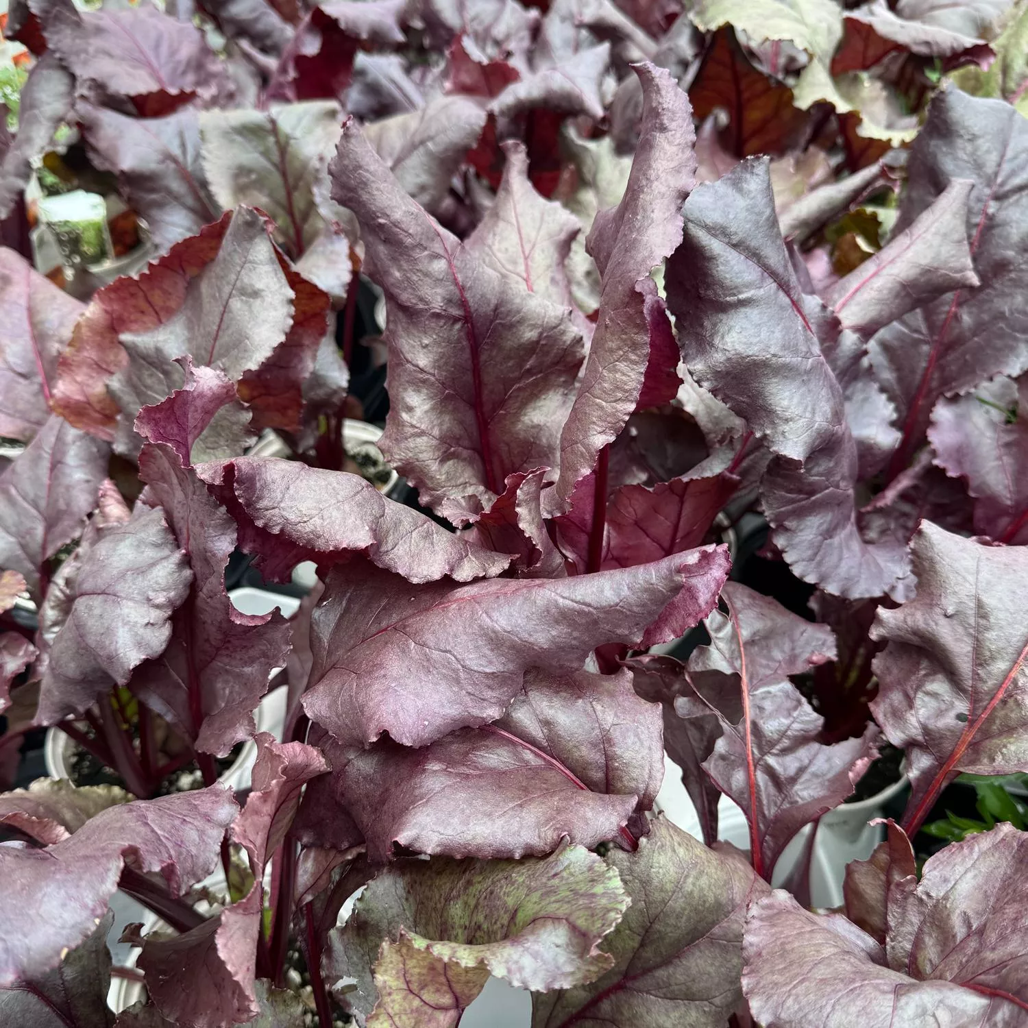 'Bull's Blood' Beet (Beta)