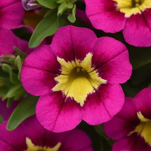 Bumble Bee™ Hot Pink Calibrachoa