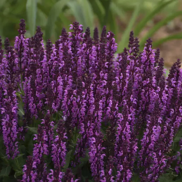 Bumbleberry Salvia
