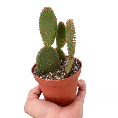 Bunny Ear Cactus