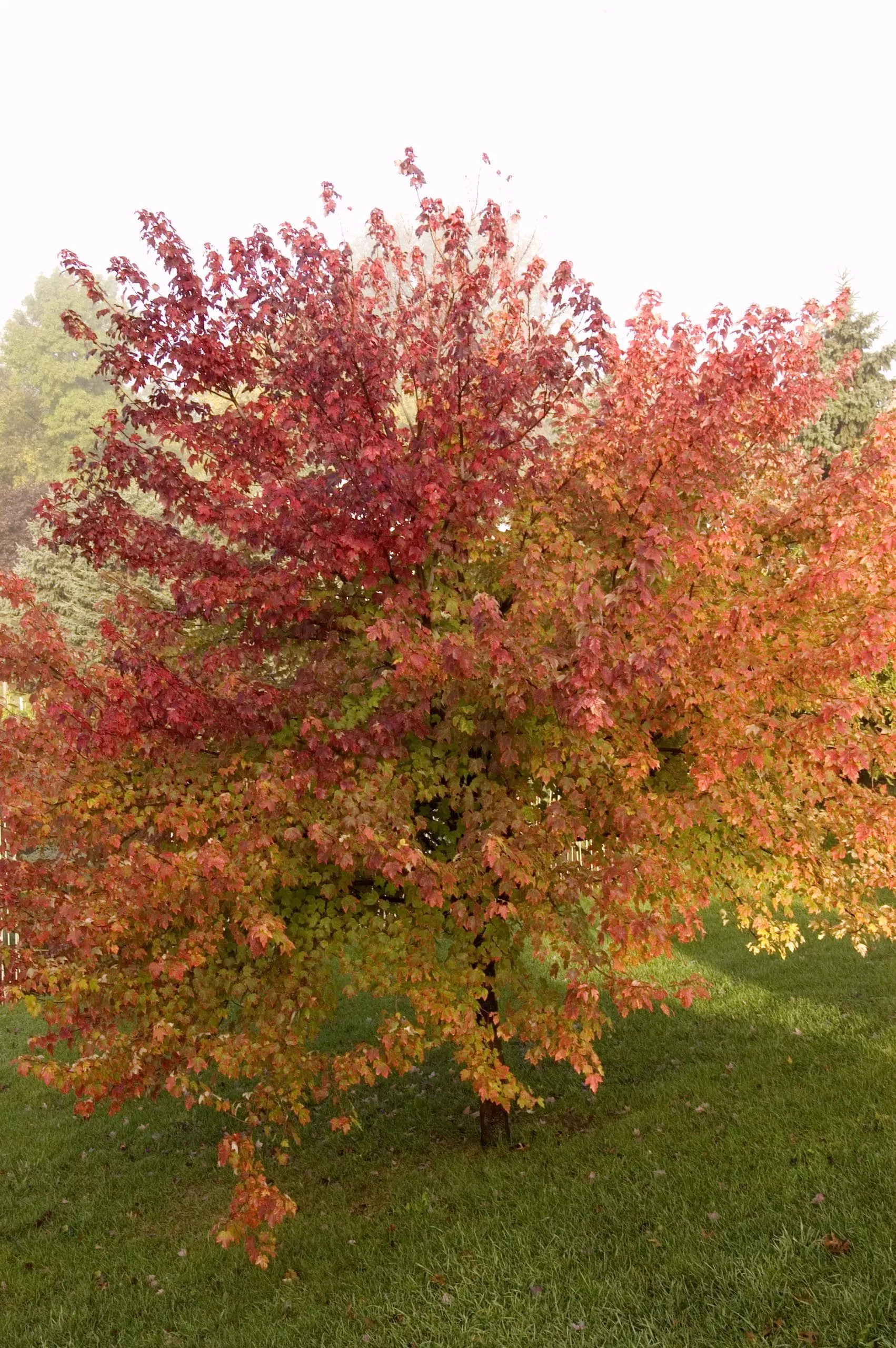 Burgundy Belle Maple