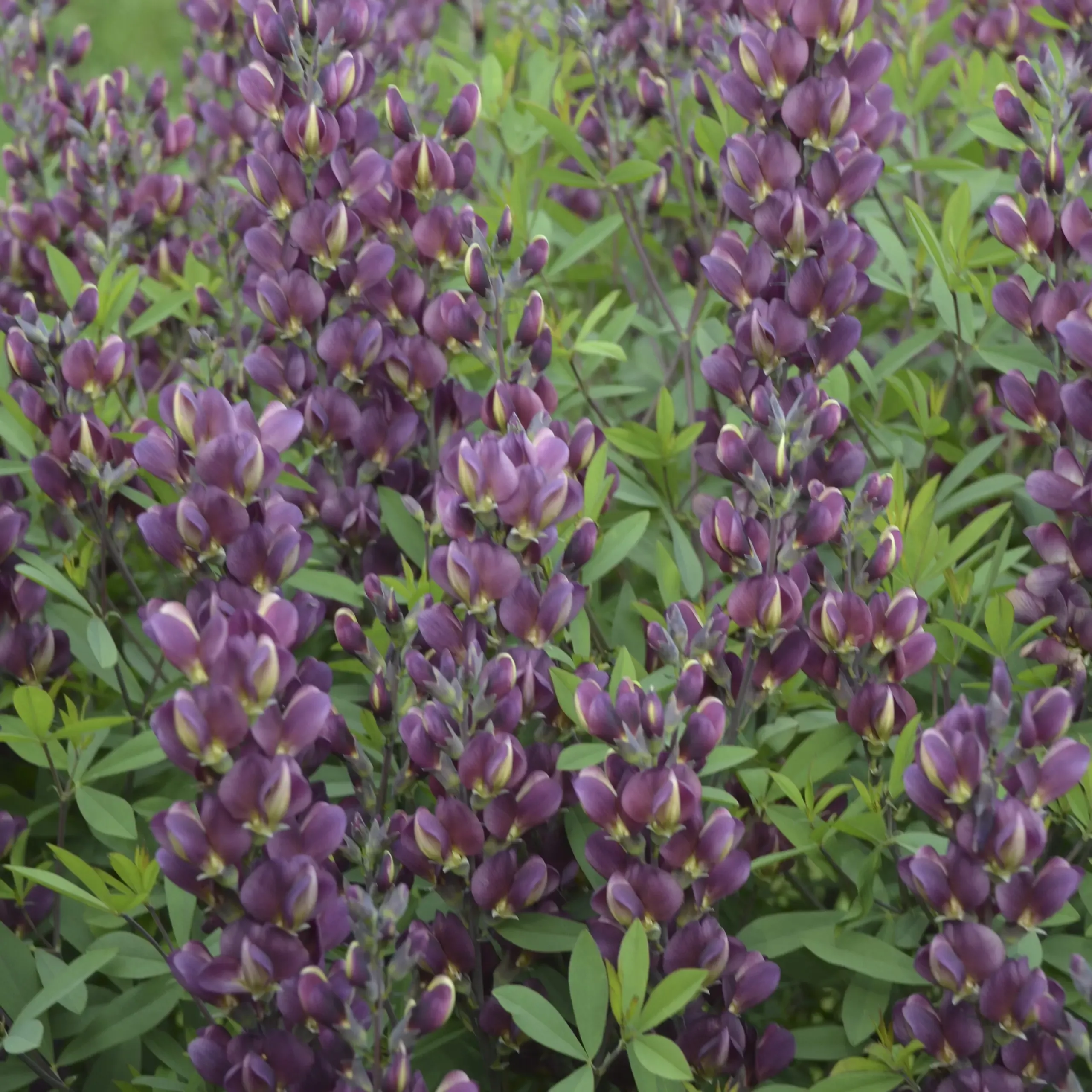 Burgundy Blast False Indigo
