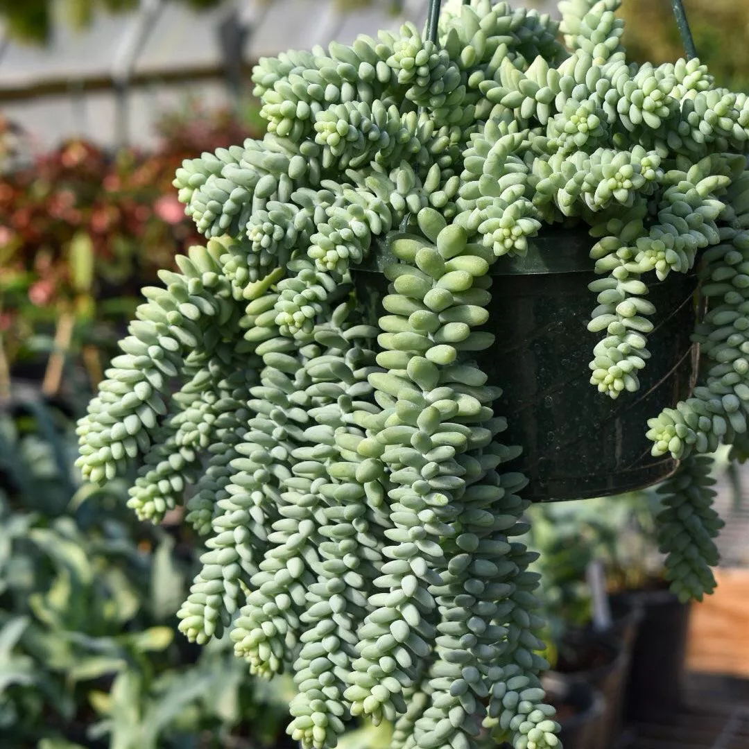 Burro’s Tail