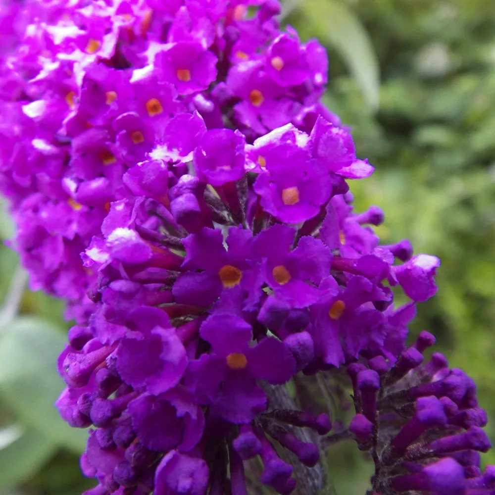 Butterfly Bush Chrysalis Purple