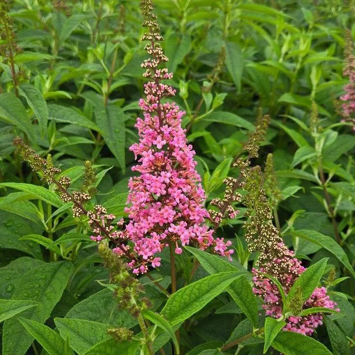 Butterfly Bush, First Editions Trippy Pink Butterfly Bush