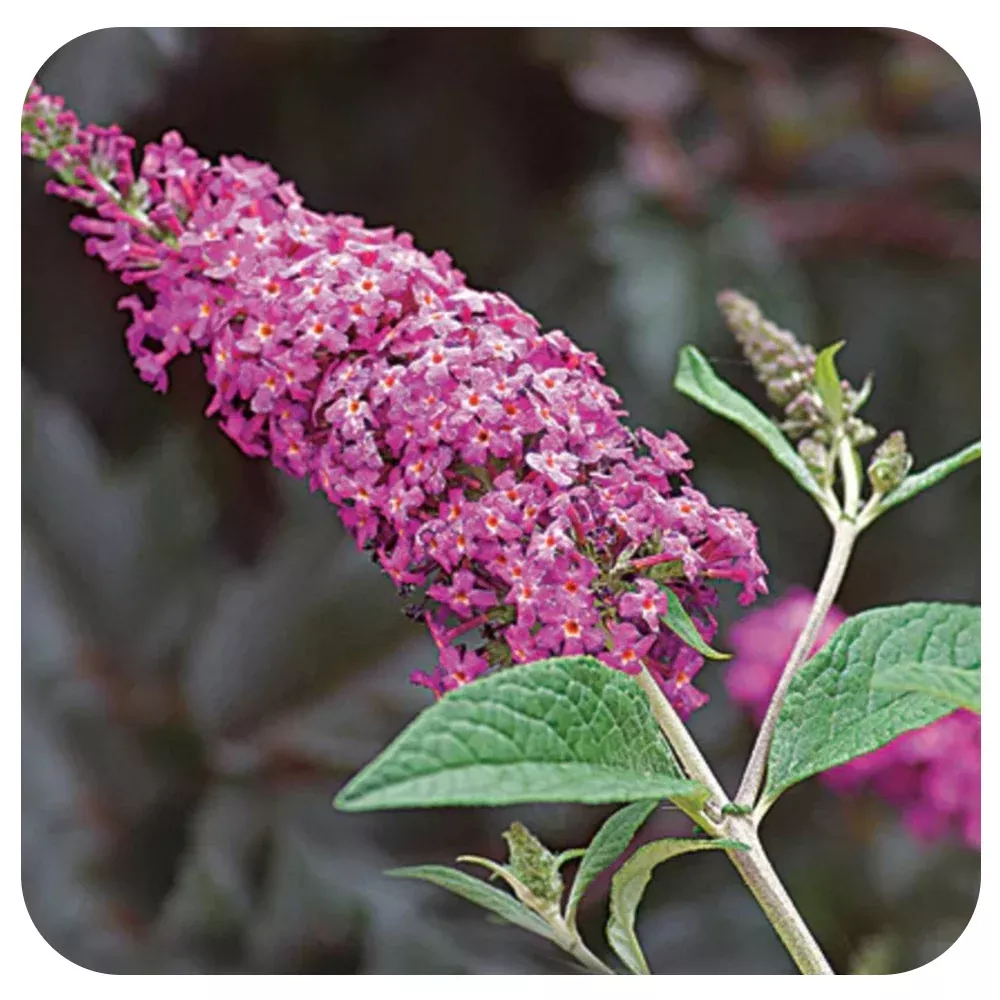 Butterfly Bush 'Miss Ruby' (Buddleia) by Proven Winners