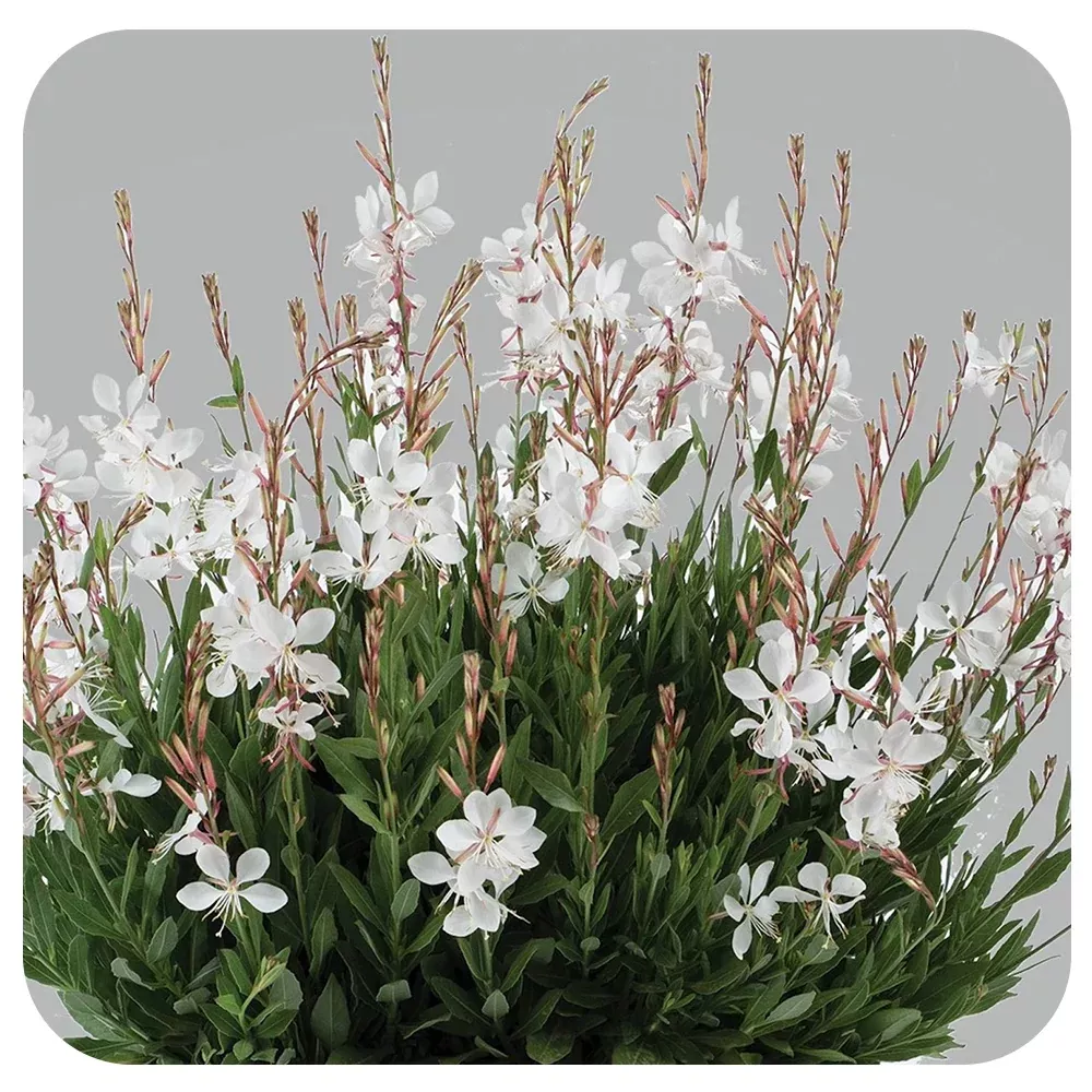 Butterfly Gaura 'Steffi White' (Gaura lindheimeri)