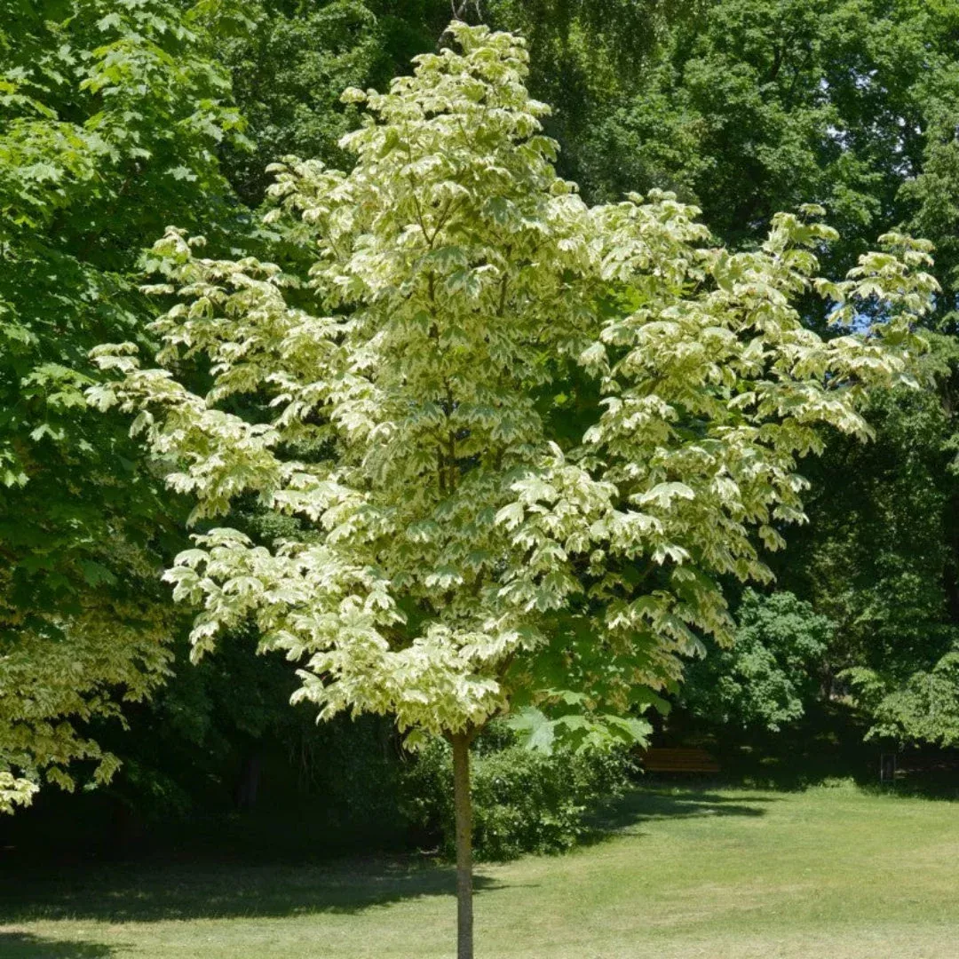 Butterfly Japanese Maple | Pixies Gardens