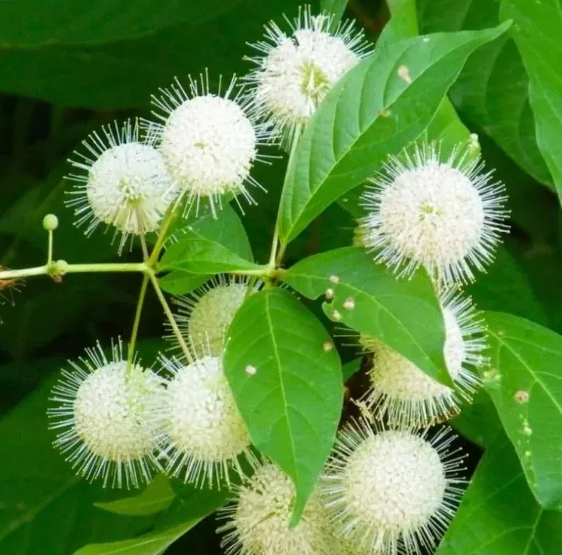 Button Bush Live Shrub – 6-12″ Tall – 4-Inch Pot – Native Plant
