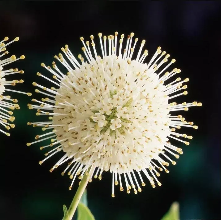 Buttonbush Bare Root Shrub – Cephalanthus Occidentalis Live Plant 10-20 In Tall