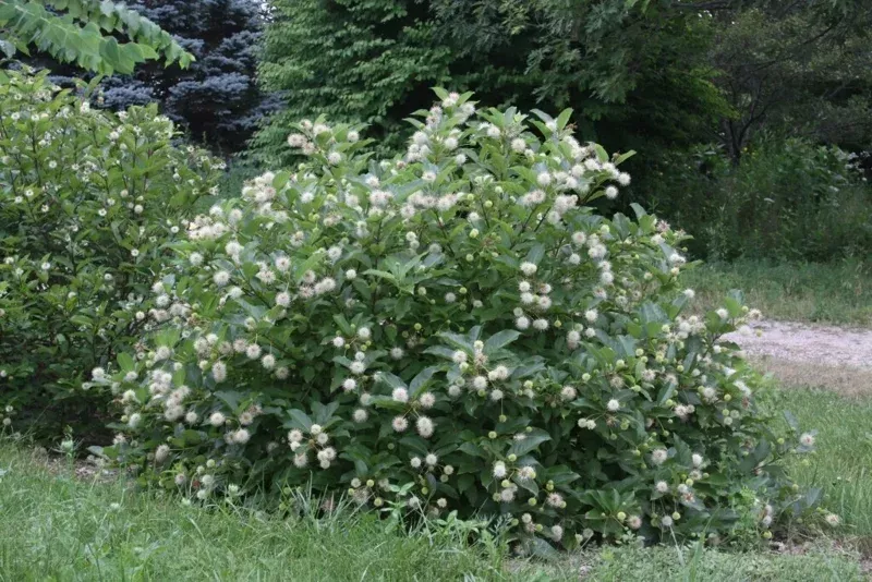 Buttonbush Cephalanthus occidentalis Live Plant – 12+ Inches Tall Outdoor Shrub