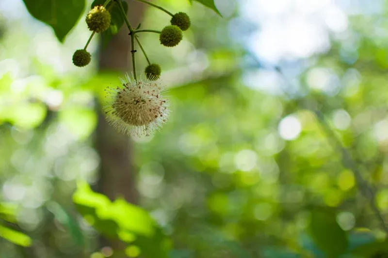 Buttonbush Live Plant – Cephalanthus Occidentalis – 1 Bareroot Tree