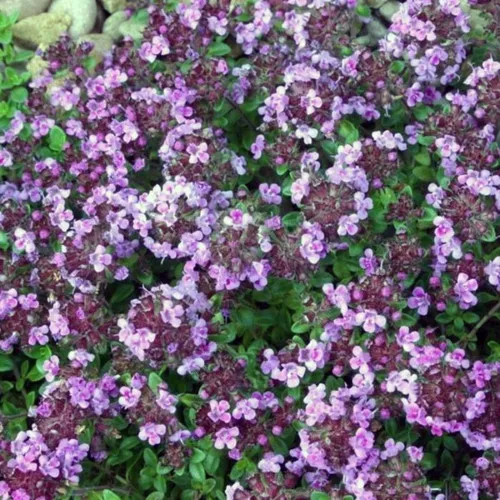 Caborn Wine & Roses Thyme Plant