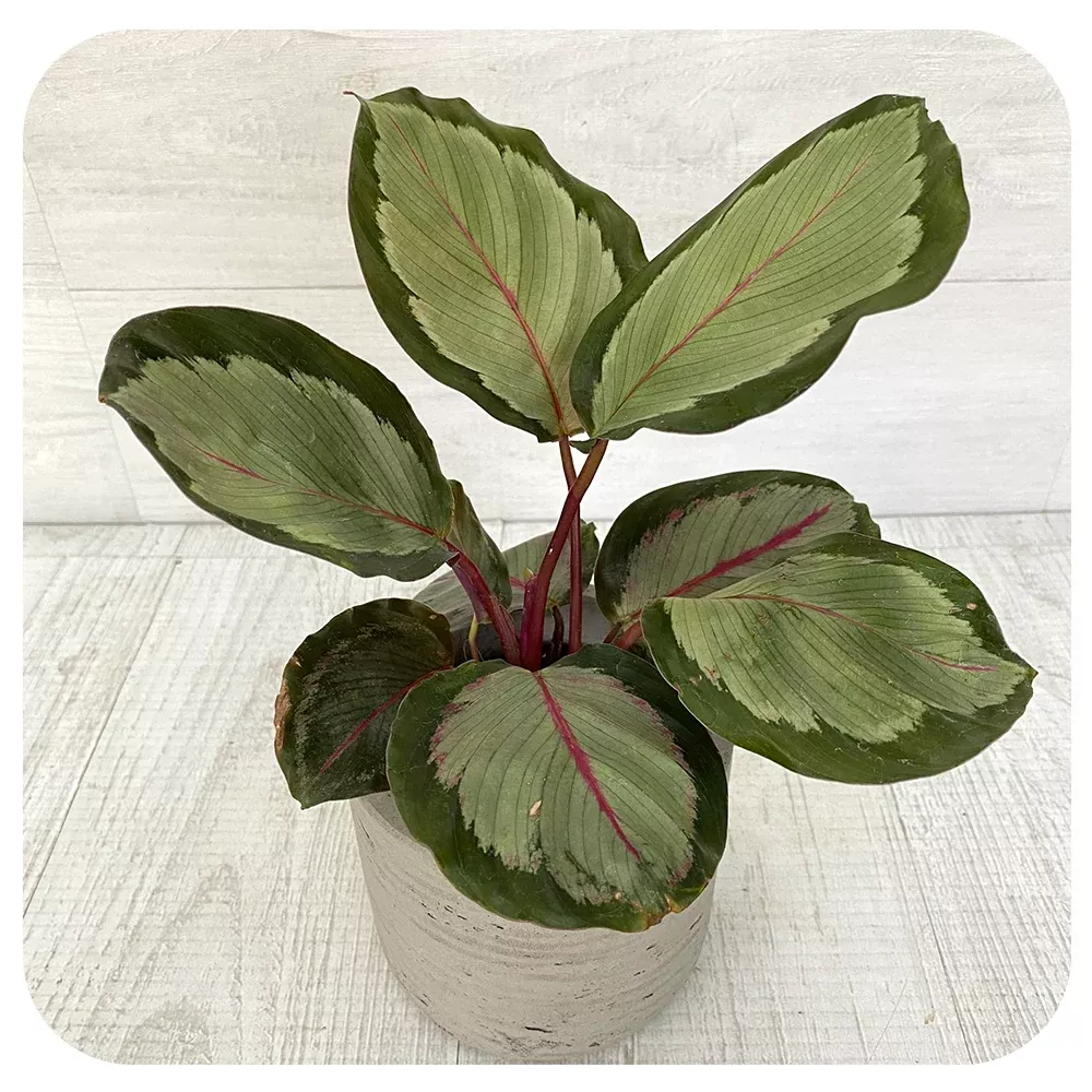 Calathea 'Northern Lights'