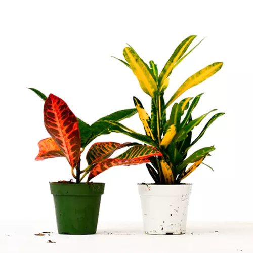 Calathea Variety Pack