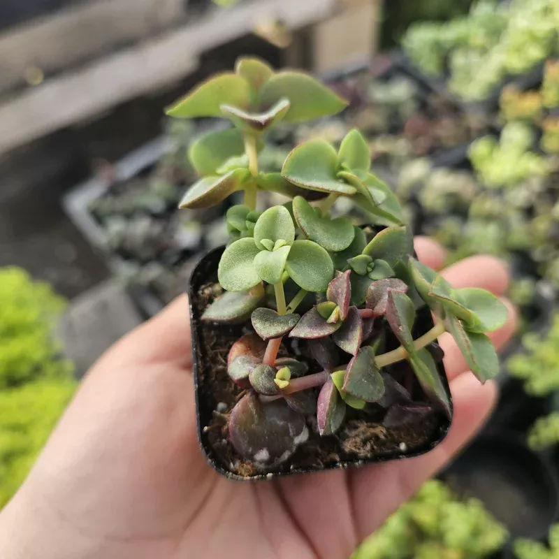 Calico Kitten Crassula Succulent Live Plant – Trailing, 2in Pot