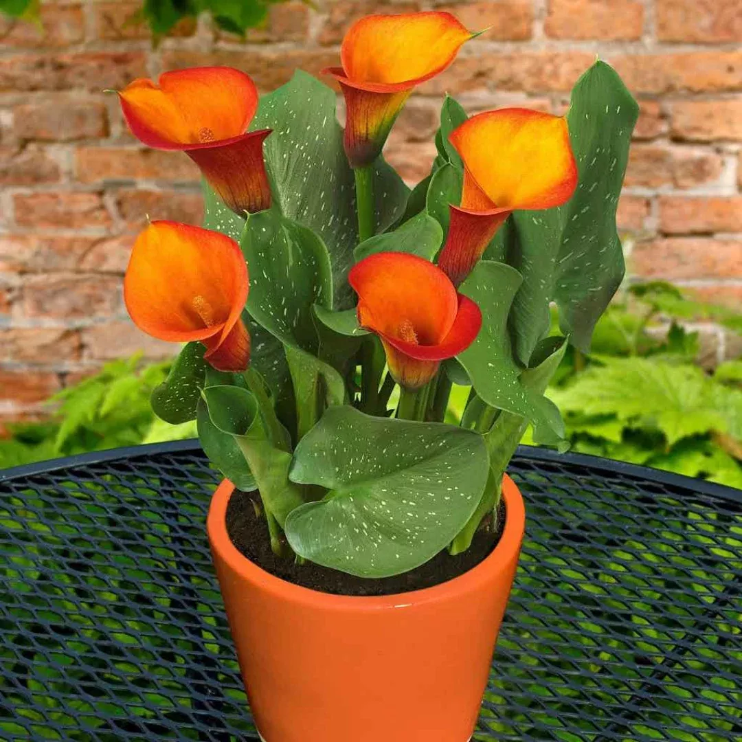 Calla Lily Orange Plant | Pixies Gardens