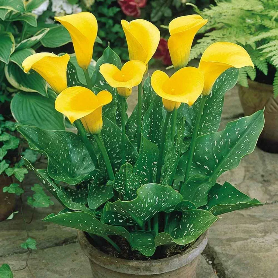 Calla Lily Yellow Plant | Pixies Gardens