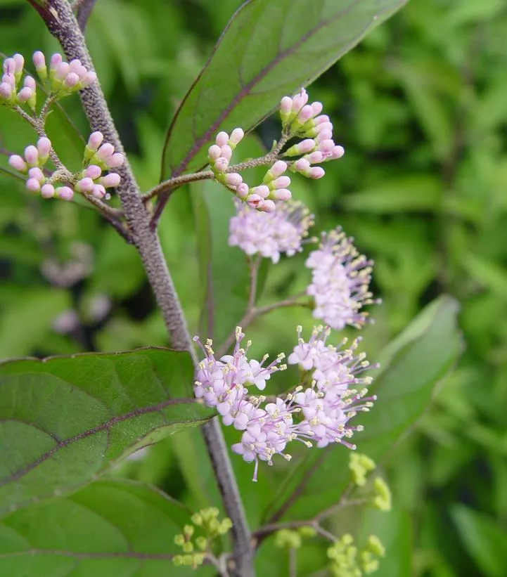 Callicarpa Dich. `Early Amethyst`
