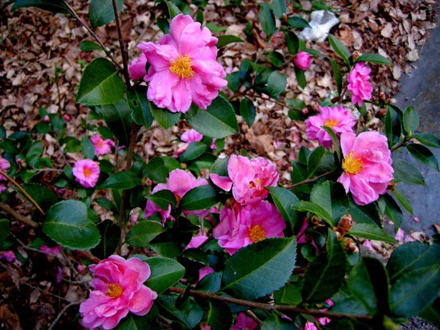 Camellia, Winter's Joy #3