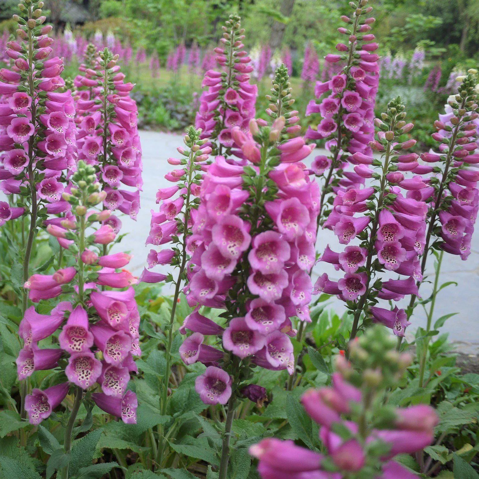 Camelot Rose Foxglove