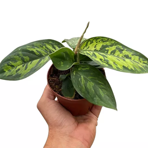 Camouflage Homalomena
