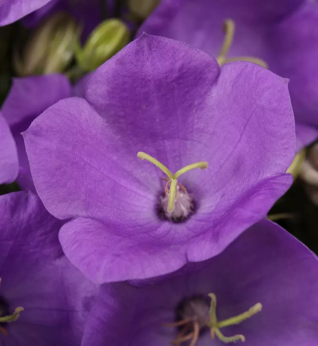 Campanula 'Rapido Blue'