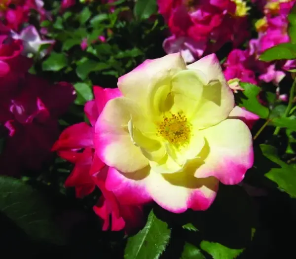 Campfire Rose